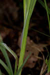 Purple sedge